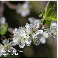 Plum Victoria Patio Standard Tree - Heavy-Yielding British Fruit