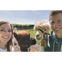 PRICE DROP! Afternoon Tea & Walk with Alpacas - Charnwood Forest