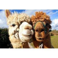 PRICE DROP! Alpaca Trekking Experience for One or Two at Charnwood Forest Alpacas - 60-Minute Walk