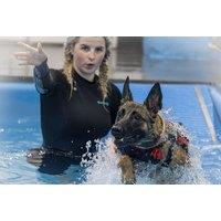 Doggy Swim with Hydrotherapist - K9 Swim MCR Ltd, Manchester