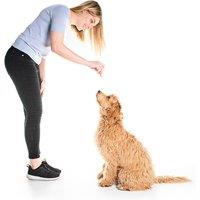 Online Dog Behaviour & Training Course - Cpd Certified!