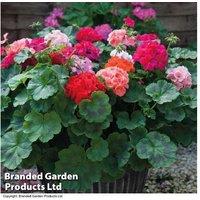 Mixed Summer Geranium Plug Plants - Flowering Bedding for Pots & Borders (30 or 60 Pack)