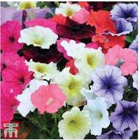 Mixed Summer Petunia Plug Plants - 30 or 60 Flowering Annuals