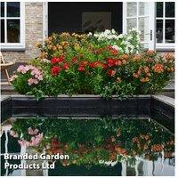 Alstroemeria 'Summer Rose' Perennial - Deep Pink Flowering Plug Plants (1 or 3 Pack)