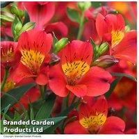 Alstroemeria 'Summer Heat' Perennial - Easy-Care Flowering Plant