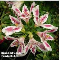 Alstroemeria 'White Pink Blush' Hardy Perennial - Flowering Plant