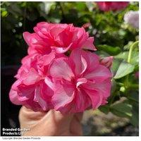 Geranium 'Great Balls of Fire' Collection - Flowering Perennial Plants