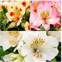 Alstroemeria Inticancha Sun Collection - Compact Flowering Perennial for Patio Pots