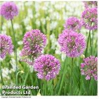 Allium 'Serendipity' Flowering Perennial Plant - Blue-Tinged Foliage, Up to 3 Plants