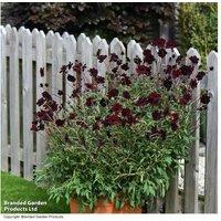 Cosmos Chocamocha Flowering Perennial - Deep Red, Chocolate Scented