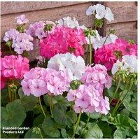 Geranium 'Jackpot Candyfloss' Flowering Plug Plants - 30 or 60 Pack