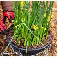 Peat-Free Container Compost 40L - All-Natural, Enriched, Moisture-Lock