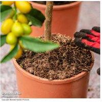 Peat-Free Fruit Tree Compost 40L - Premium, Moisture Lock, British Made