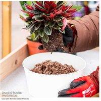 Peat-Free Houseplant Compost 40L - Eco-Friendly, Nutrient-Rich Mix