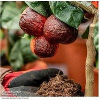 Peat-Free Citrus Plant Compost 40L - Premium Moisture Lock, Seaweed Enriched