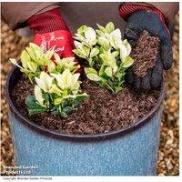 Peat-Free Potting On Compost 40L - Enriched, Eco-Friendly Mix