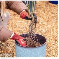 Peat-Free Rose Compost with John Innes - 40L, Flowering Plant Care