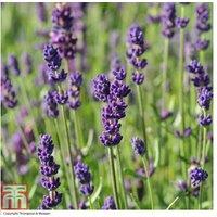 Lavender Hidcote Plants - Compact Evergreen Flowering Shrub