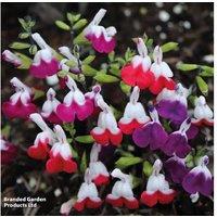 Salvia Lips Collection - Hardy Perennial Flowering Plants (3 or 9 Pack)