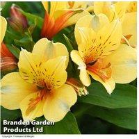 Alstroemeria 'Valley' Collection - Hardy Perennial Flowering Patio Plant