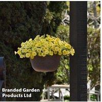 Petunia Caliburst Petchoa Yellow Plug Plants - Up to 60 Hardy Flowering Annuals