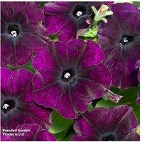 Petunia 'Easy Wave Navy Velour' Flowering Bedding Plants - 30 or 60 Plug Plants