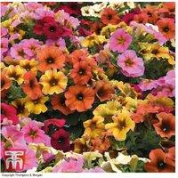 Petunia Petchoa 'Beautical' Mix - Colour-Changing Flowering Bedding Plug Plants