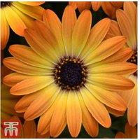 Osteospermum 'Serenity Sunshine Beauty' - Flowering Perennial Plug Plants (5 or 10 Pack)