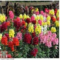 120 Mixed Flowering Summer Bedding Plug Plants - Easy Care, Colourful Display
