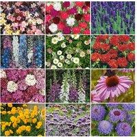 Lucky Dip Perennial Plants - Up to 42 Mixed Flowering Varieties