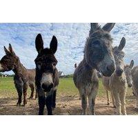 45-Min Donkey Walking Experience - For 1 or 2 - Charnwood Forest, Boundary
