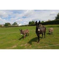 Donkey Grooming Experience for 1 or 2 - Charnwood Forest