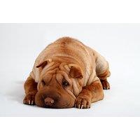 Pet Photoshoot Experience with a Printed Photo & &pound;20 Credit - Choice of 49 Locations - Barrett & Coe