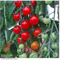 Tomato 'Sweet Aperitif' Plug Plants - Heavy-Cropping Cherry Variety
