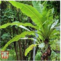 Japanese Banana Plant (Musa basjoo) - Hardy Tropical Focal Point