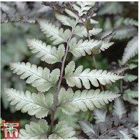 Ghost Fern Potted Plant - Hardy Perennial, Silver Foliage, 9cm Pot