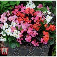 Begonia semperflorens 'Organdy Mixed' F1 Hybrid Bedding Plants - 30 or 60 Pack