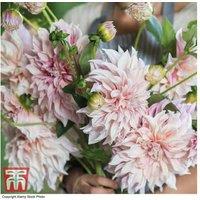 Dahlia 'Caf Au Lait' Flowering Perennial Tubers - Dinnerplate Blooms, 120cm Tall