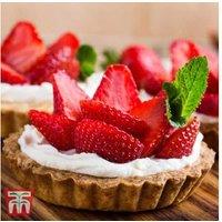 Strawberry Elsanta Plants - High-Yielding Mid-Season Fruit Variety (5 or 10 Pack)