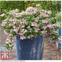 Hydrangea 'French Bolero' Flowering Hardy Shrub - Profuse Blooms