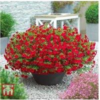 Calibrachoa Million Bells Mix - Flowering Bedding Plant for Hanging Baskets & Pots