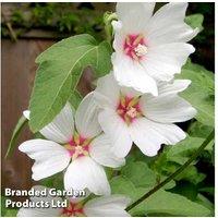 Lavatera 'Barnsley Baby' Flowering Shrub - Compact Patio Plant