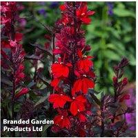 Lobelia Queen Victoria Perennial Plug Plants - Scarlet Flowering, 90cm