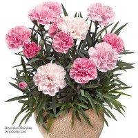 Dianthus 'Sweet Pleasure' Hardy Perennial Collection - Fragrant Blooms