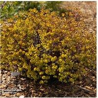 Euphorbia amygdaloides 'Miners Merlot' Perennial - 1 or 3 Plants