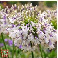 Agapanthus 'Fireworks' Hardy Perennial African Lily - Flowering Plants