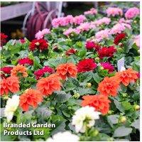 Dahlia Patio Choice Mixed Tubers - Flowering Perennial for Borders & Containers