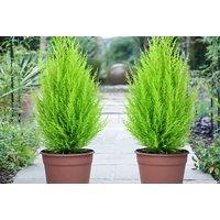 Evergreen Cupressus Goldcrest Wilma Trees - Up to 6 Pack