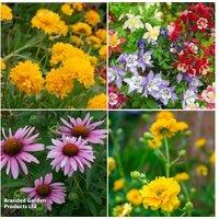 Cottage Garden Perennial Flowering Plug Plants - Mixed Collections
