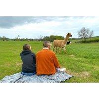 Date Night with Alpacas and Prosecco Cream Tea - Charnwood Forest
